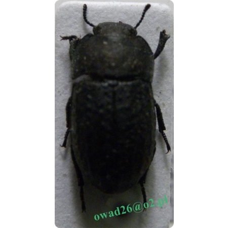 Opatrum sabulosum (Linnaeus, 1760) Omrzel piaskowy